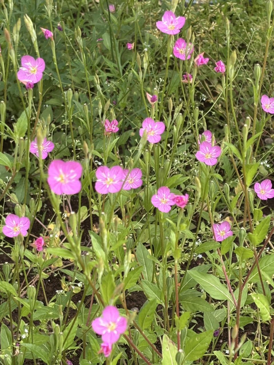 花壇今5.jpg