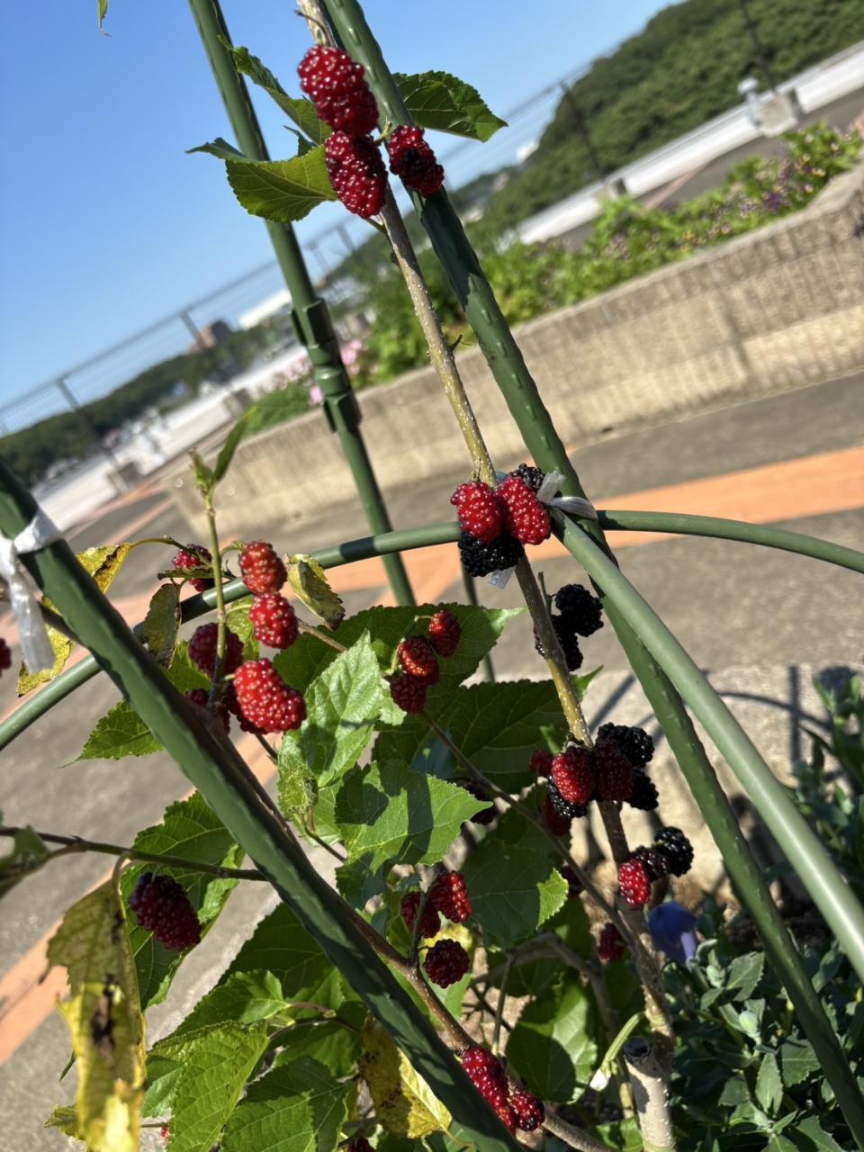 屋上菜園ベリー.jpg